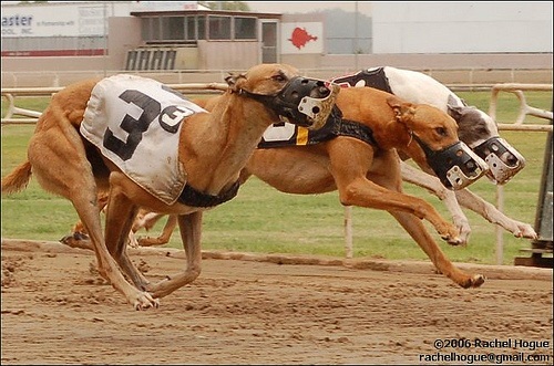 australian racing greyhound